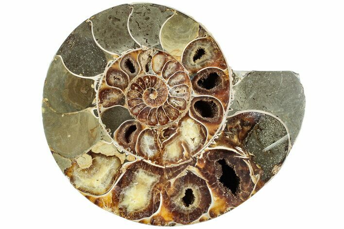 Cut and Polished Ammonite Fossil (Half) - Madagascar #230107